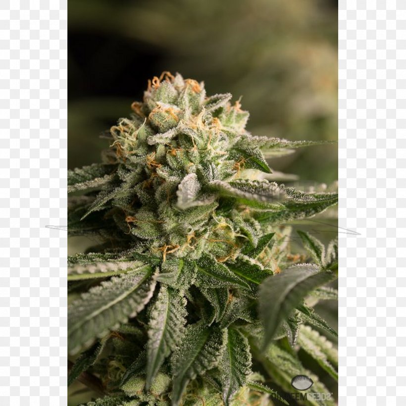 Chemotherapy Kush Medical Cannabis Gorilla Glue, PNG, 1000x1000px, Chemotherapy, Cannabidiol, Cannabis, Gorilla Glue, Grow Shop Download Free