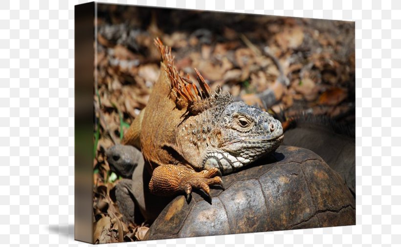 Common Iguanas Dragon Lizards Terrestrial Animal, PNG, 650x506px, Common Iguanas, Agama, Agamidae, Animal, Dragon Lizards Download Free