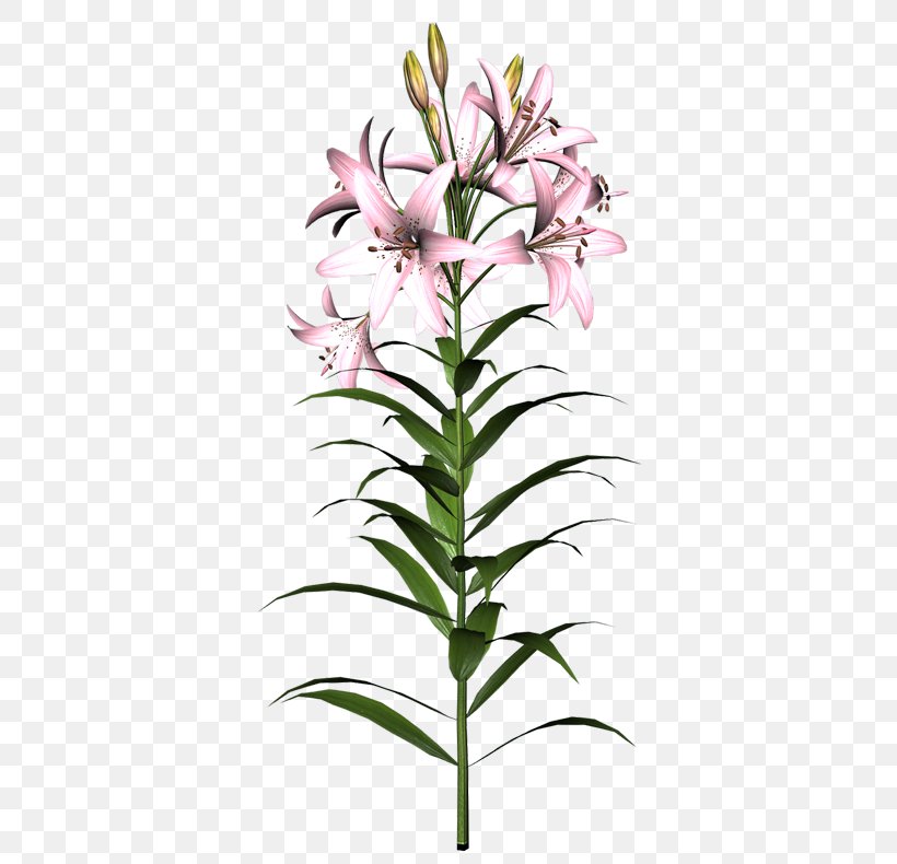 Cut Flowers Easter Lily Tiger Lily Clip Art, PNG, 809x790px, Flower, Cut Flowers, Easter Lily, Floral Design, Flower Bouquet Download Free