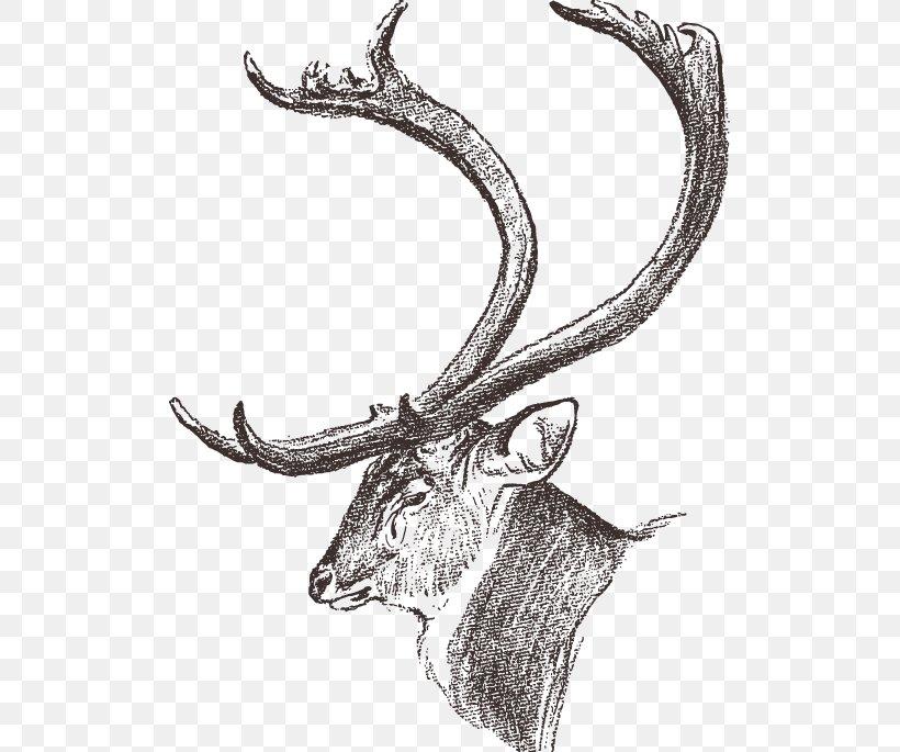 Dhole Chital Elk Antler Drawing, PNG, 511x685px, Dhole, Antler, Axis, Black And White, Cattle Like Mammal Download Free