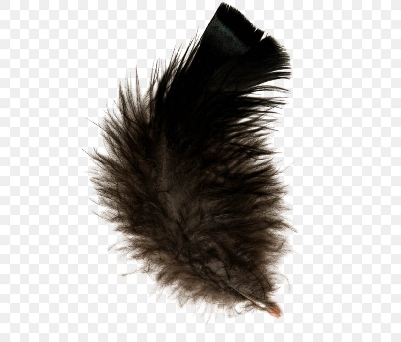 Feather Clip Art, PNG, 505x699px, Feather, Black, Digital Image, Fur, Image File Formats Download Free