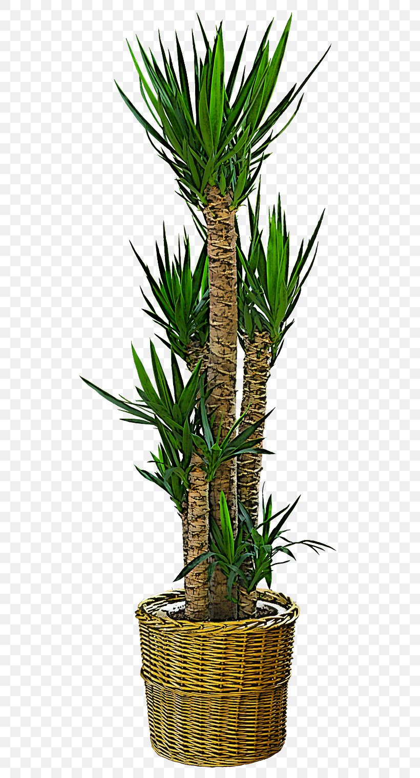Palm Tree, PNG, 600x1520px, Yucca, Arecales, Flower, Houseplant, Palm Tree Download Free
