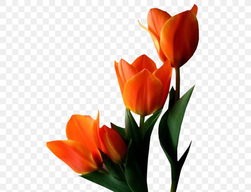 Tulip Flower Clip Art, PNG, 600x627px, Tulip, Bud, Cut Flowers, Floral Design, Floristry Download Free