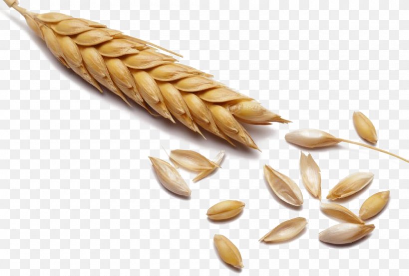 Wheat Cereal Malt Whole Grain, PNG, 1000x676px, Wheat, Barley, Brewing, Cereal, Cereal Germ Download Free