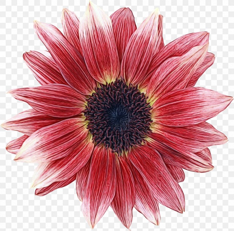 Cut Flowers Chrysanthemum Transvaal Daisy Image, PNG, 1200x1184px, Flower, African Daisy, Annual Plant, Asterales, Barberton Daisy Download Free