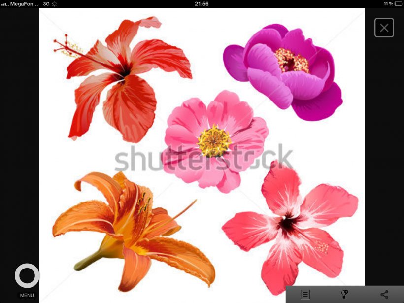 Flower Drawing, PNG, 2048x1536px, Flower, Art, Drawing, Flora, Floral Design Download Free