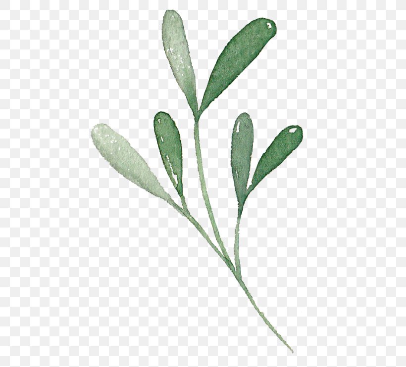 Flower Plant Leaf Pedicel Plant Stem, PNG, 500x742px, Flower, Leaf, Pedicel, Plant, Plant Stem Download Free