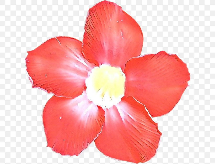 Petal Flower Red Plant Pink, PNG, 634x624px, Cartoon, Begonia, Flower, Hibiscus, Petal Download Free