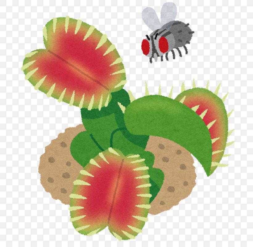 Venus Flytrap Plants Carnivorous Plant Drosophyllum Predation, PNG, 797x800px, Venus Flytrap, Carnivorous Plant, Entomophagy, Fly, Food Download Free