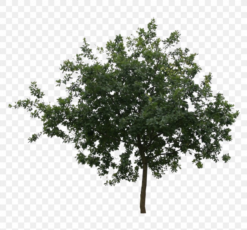 Branch Oak Tree Leaf Shrub, PNG, 2304x2150px, Branch, Birch, Com, Discover Card, Fruit Download Free