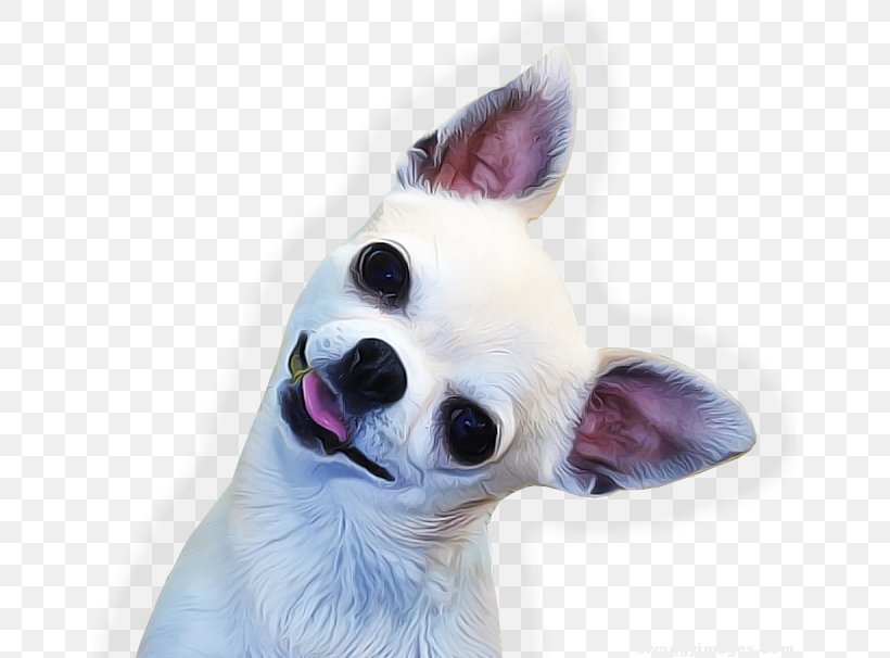 Chihuahua Puppy Bulldog Beagle, PNG, 648x606px, Chihuahua, American Kennel Club, Basset Hound, Beagle, Bulldog Download Free