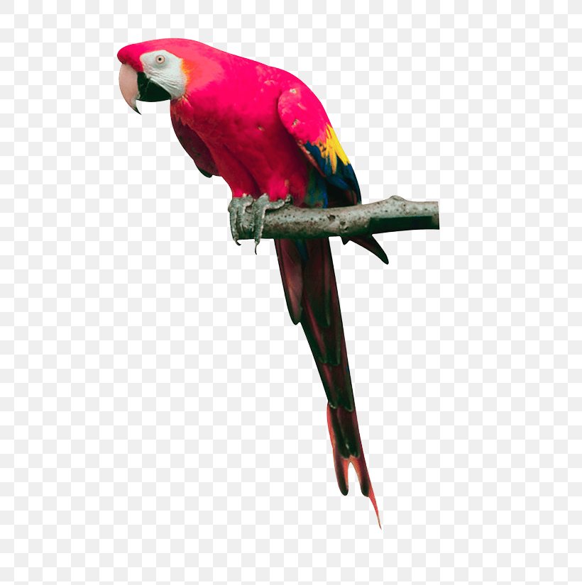 Cockatoo Bird Parrots, PNG, 549x825px, Parrot, Beak, Bird, Display Resolution, Feather Download Free