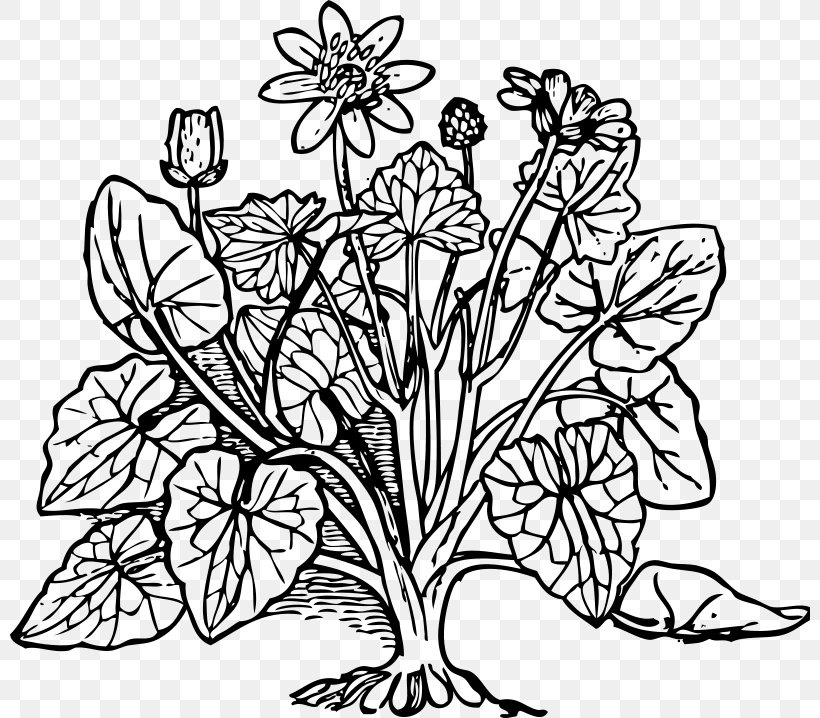 Coloring Book Plant Cell Tree, PNG, 800x718px, Coloring Book, Adult, Art, Black And White, Branch Download Free
