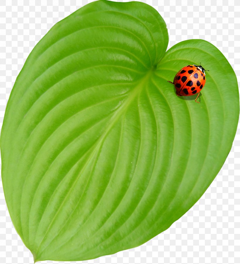 Leaf Ladybird, PNG, 829x913px, Leaf, Grass, Green, Ladybird, Plant Download Free