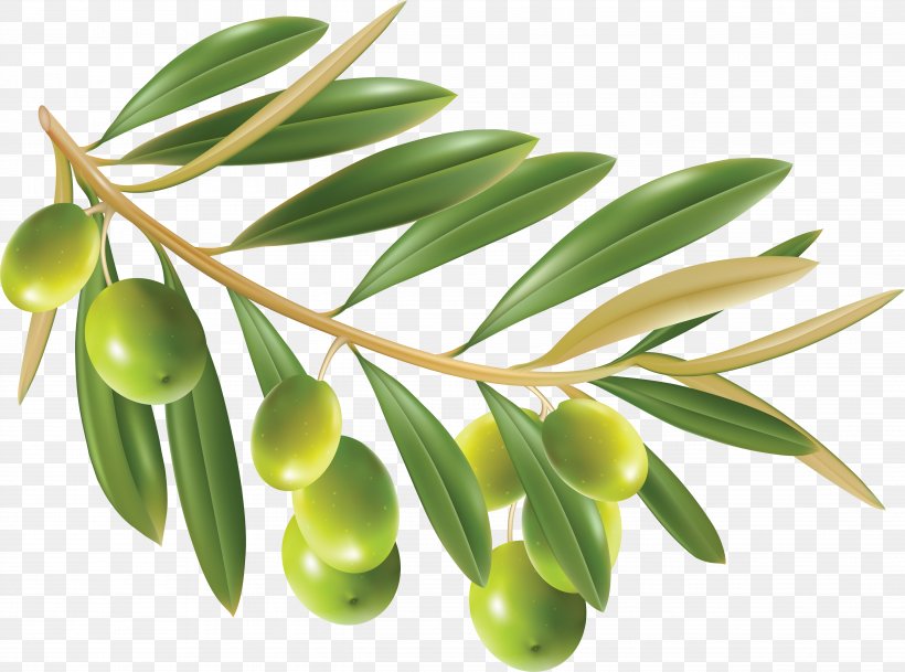 Olive Oil Olive Leaf Clip Art, PNG, 5178x3851px, Olive, Food, Fruit, Oil, Olive Branch Download Free
