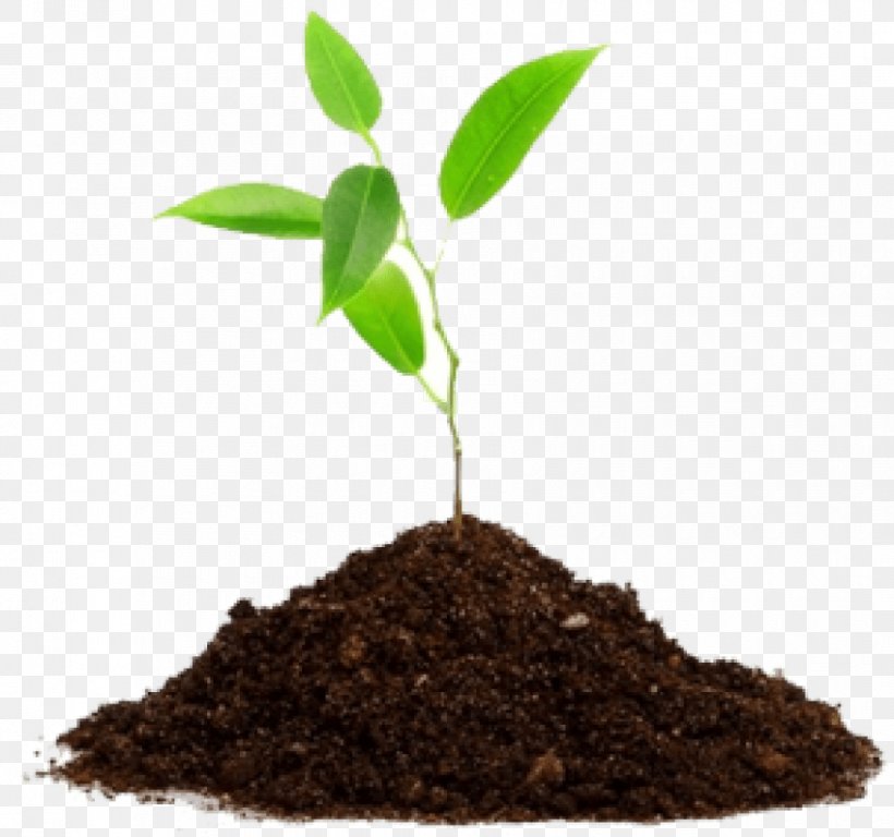 Seedling Soil Cannabis Sativa Medicinal Plants, PNG, 850x797px, Seedling, Algae, Cannabis Sativa, Embryophyta, Fertilisers Download Free