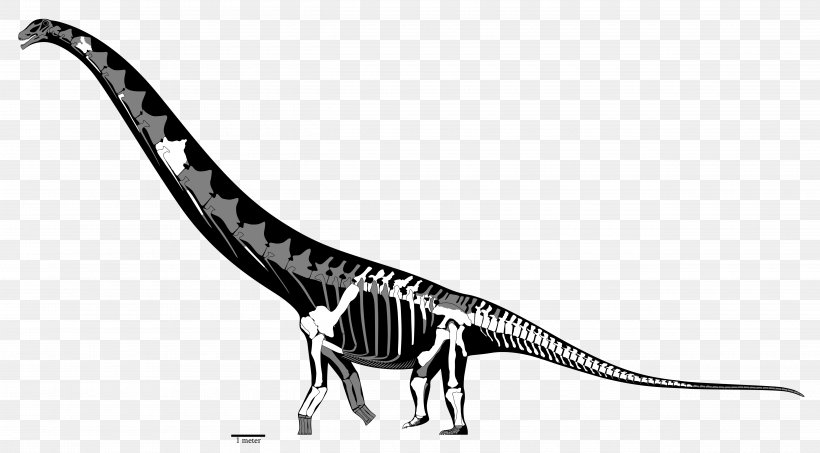 Futalognkosaurus Dreadnoughtus Mamenchisaurus Carcharodontosaurus Malawisaurus, PNG, 5060x2800px, Futalognkosaurus, Black And White, Bone, Carcharodontosaurus, Dinosaur Download Free