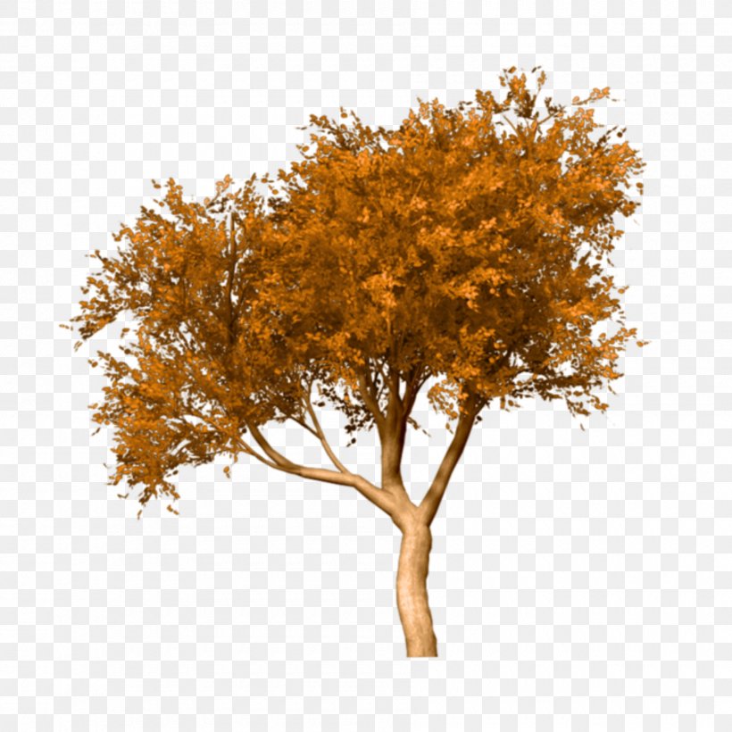 Fall Tree Clip Art Image, PNG, 1800x1800px, Tree, Amber, Autumn, Beech, Birch Download Free