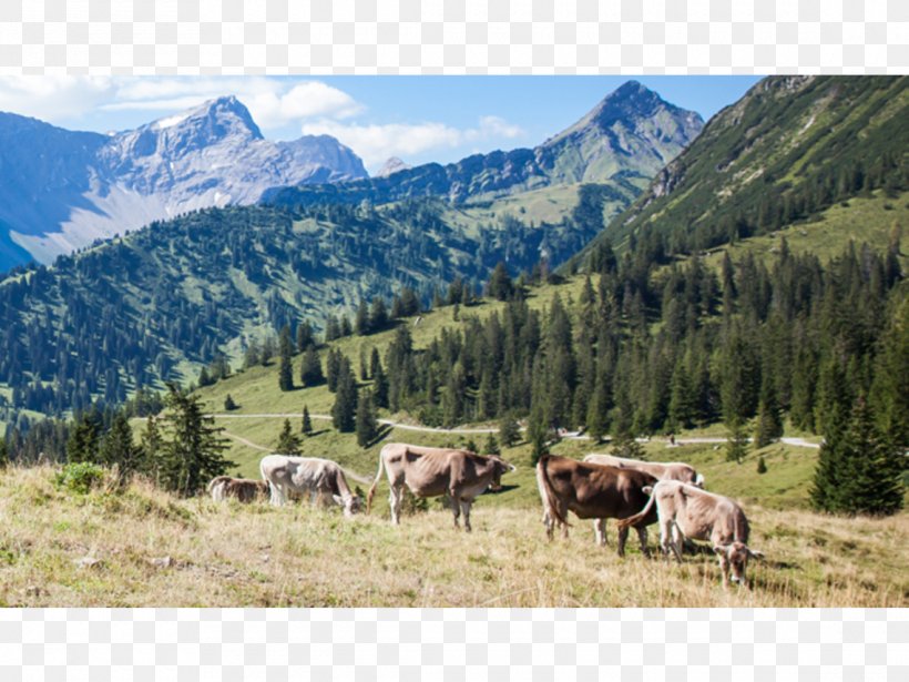 Alps Cattle Nature Reserve Mount Scenery National Park, PNG, 1140x855px, Alps, Cattle, Cattle Like Mammal, Grassland, Grazing Download Free