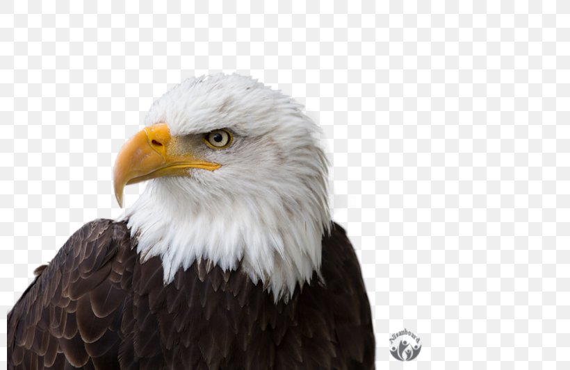 Bald Eagle Stock Photography Ajdaa Ilan Ljam Shutterstock, PNG, 800x533px, Bald Eagle, Accipitriformes, Beak, Bird, Bird Of Prey Download Free