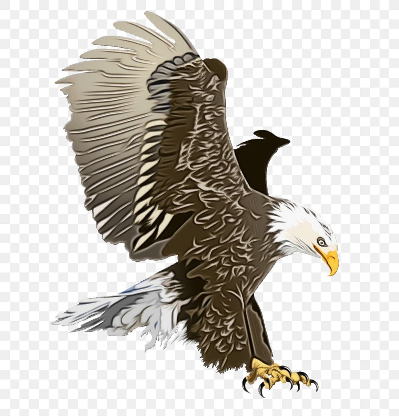 Bird Drawing, PNG, 681x855px, Bald Eagle, Accipitridae, Beak, Bird, Bird Of Prey Download Free