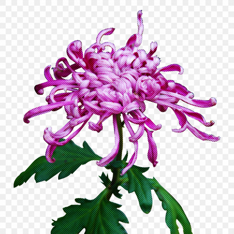 Flower Plant Purple Lilac Pink, PNG, 3000x3000px, Flower, Lilac, Petal, Pink, Plant Download Free