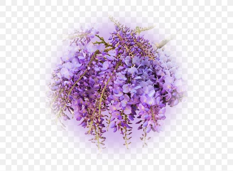 Flower Wisteria Sinensis Violet Color Lilac, PNG, 600x601px, Flower, Blossom, Blue, Color, English Lavender Download Free
