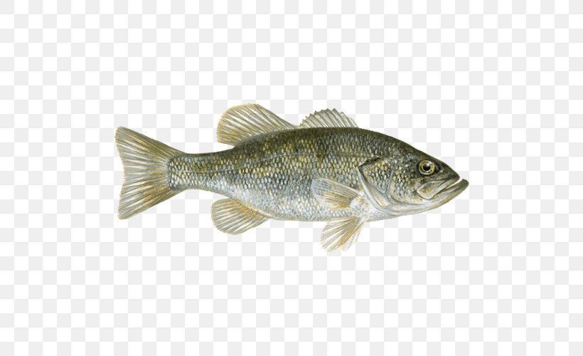 Largemouth Bass Perch Tilapia Fish, PNG, 500x500px, Bass, Barramundi, Bluegill, Bonyfish, Cod Download Free