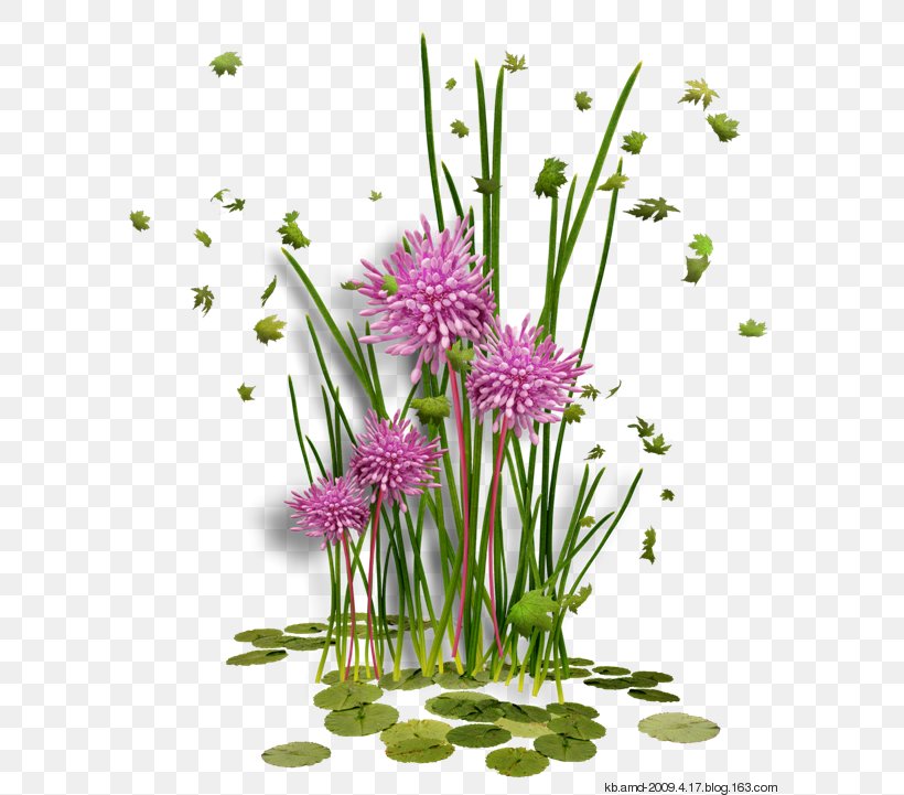 Image Clip Art Drawing Illustration, PNG, 600x721px, Drawing, Botanical Illustration, Chives, Floral Design, Floristry Download Free
