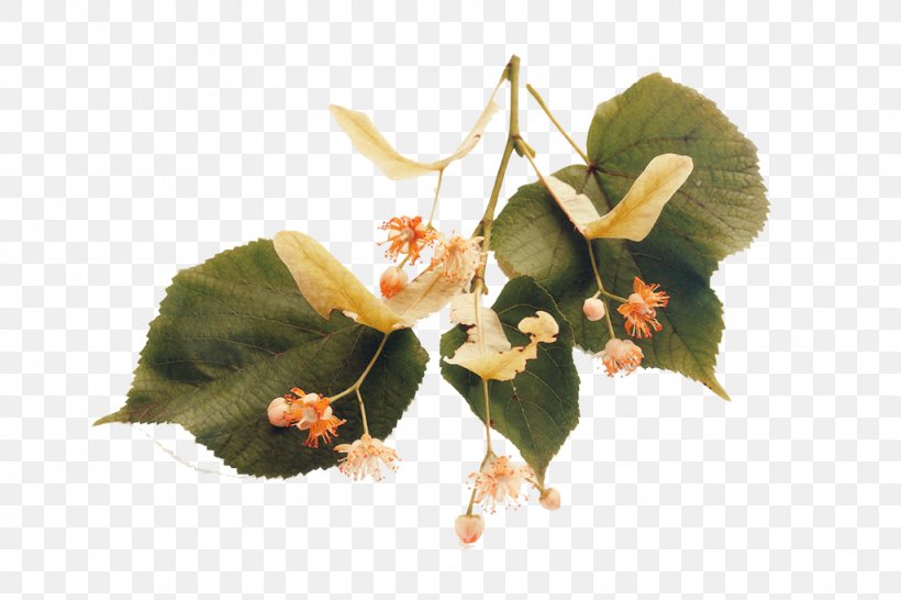 Tilia Platyphyllos Stock Photography, PNG, 1024x683px, Tilia Platyphyllos, Alamy, Branch, Flora, Floral Design Download Free