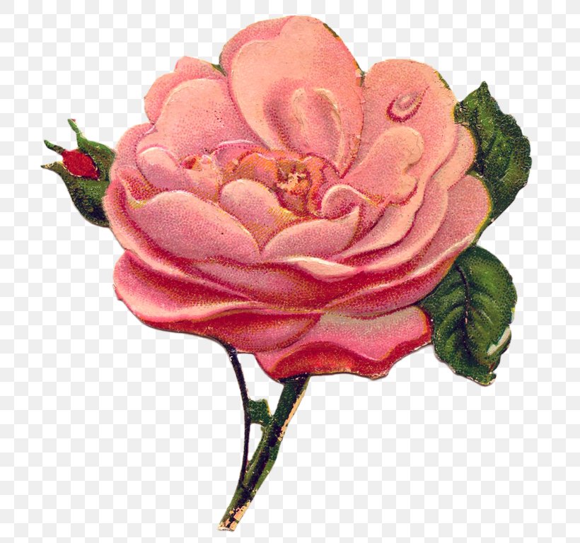 Bokmärke Victorian Era Flower Paper Clip Art, PNG, 743x768px, Victorian Era, Antique, Artificial Flower, Cabbage Rose, China Rose Download Free