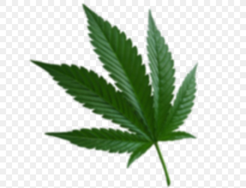 Cannabis Ruderalis Cannabis Sativa Medical Cannabis Kush, PNG, 717x625px, Cannabis Ruderalis, Cannabis, Cannabis Cultivation, Cannabis Sativa, Drug Download Free