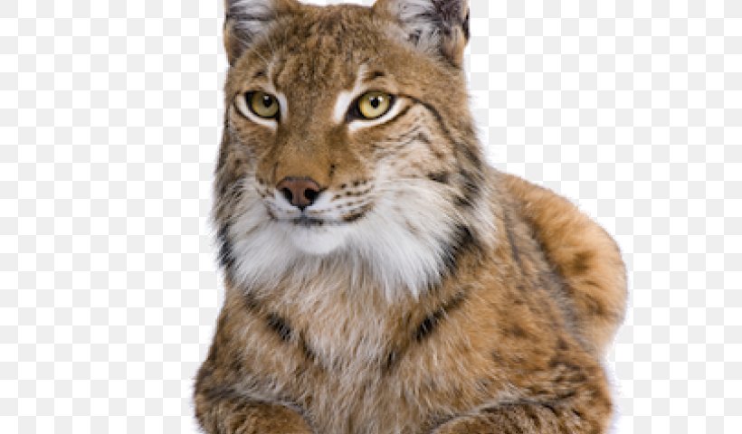 Clip Art Lynxes Cat Lion Image, PNG, 640x480px, Lynxes, Animal, Big Cats, Bobcat, Canvas Download Free