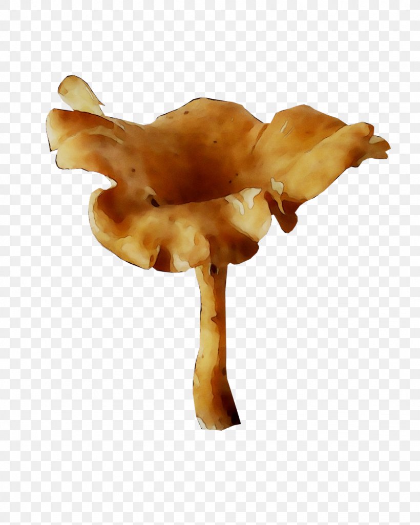 Edible Mushroom, PNG, 1024x1280px, Edible Mushroom, Agaricomycetes, Fungus, Mushroom Download Free