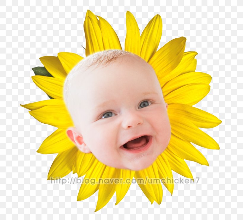 Stock Photography Royalty-free Common Sunflower Stock.xchng, PNG, 740x740px, 2018, Stock Photography, Child, Close Up, Common Sunflower Download Free