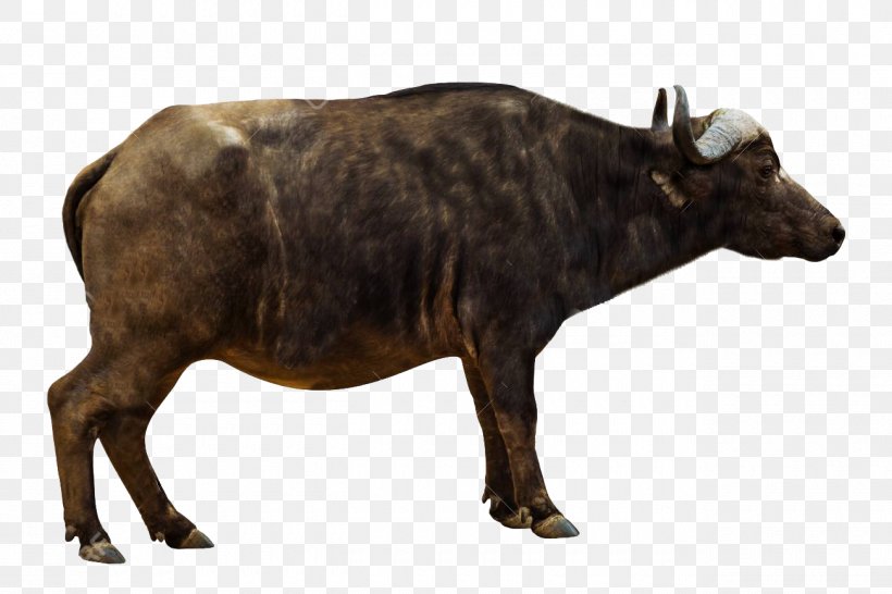 African Buffalo Stock Photography Image Royalty-free Illustration, PNG, 1300x866px, African Buffalo, American Bison, Bull, Can Stock Photo, Cattle Like Mammal Download Free