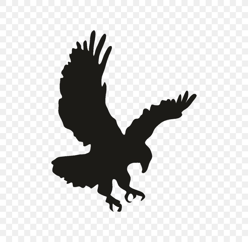 Bald Eagle Drawing Clip Art, PNG, 800x800px, Bald Eagle, Beak, Bird, Bird Of Prey, Black And White Download Free