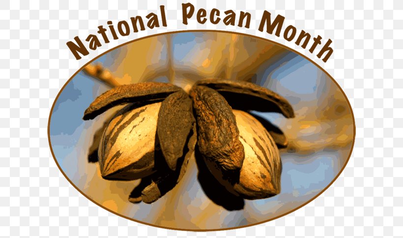 Elliot Pecan English Walnut, PNG, 640x484px, Pecan, Banana, Banana Family, Commodity, Cultivar Download Free