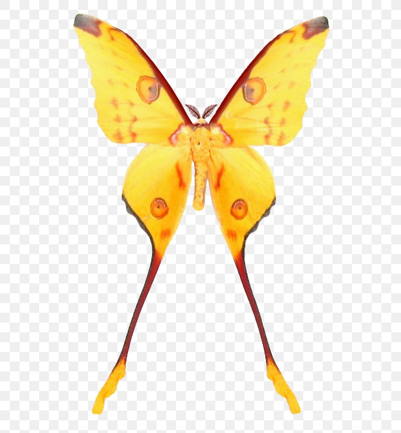 Monarch Butterfly Silkworm Moth Brush-footed Butterflies, PNG, 564x886px, 3d Computer Graphics, 3d Modeling, Monarch Butterfly, Arthropod, Atlas Moth Download Free