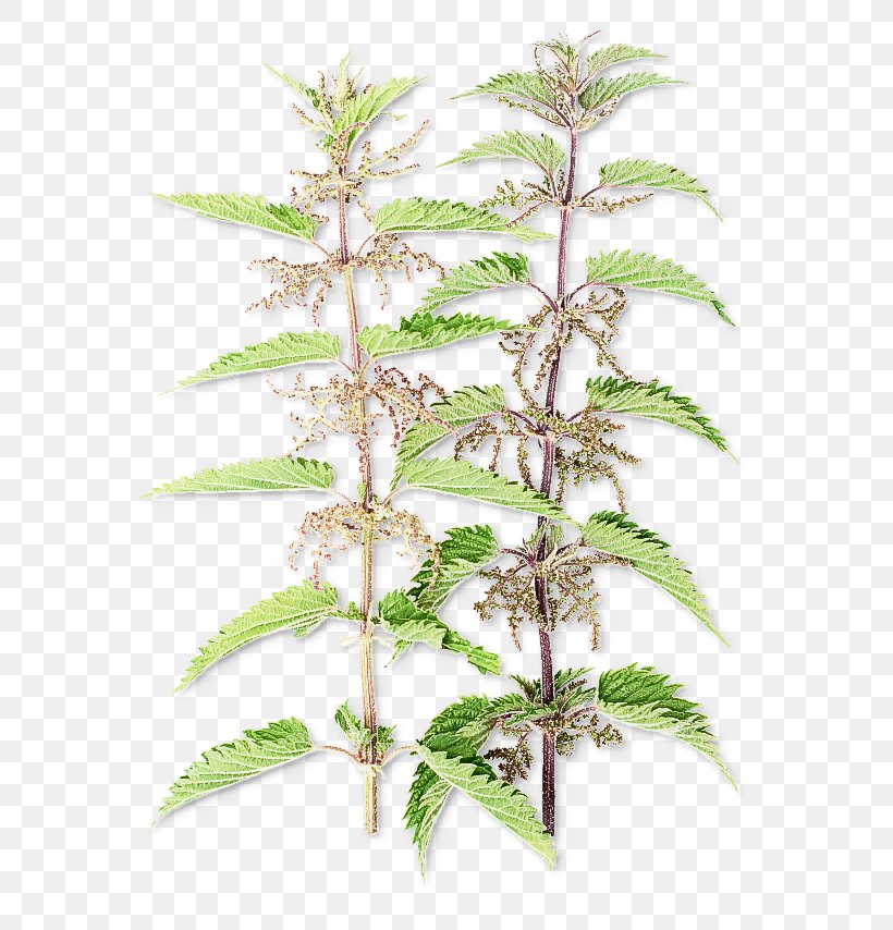 Plant Flower Leaf Tree Flowering Plant, PNG, 640x854px, Plant, Flower, Flowering Plant, Gypsywort, Herb Download Free