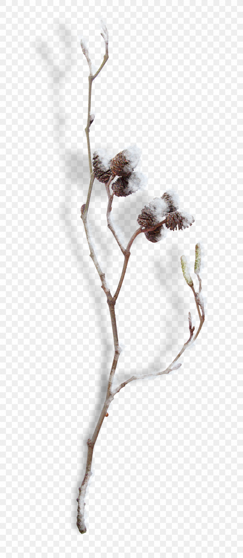 Branch Twig Plant Tree Flower, PNG, 1200x2749px, Branch, Flower, Plant, Plant Stem, Tree Download Free