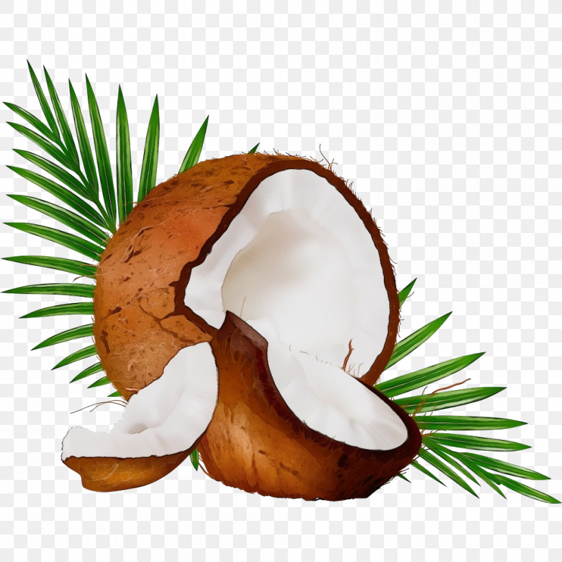 Coconut, PNG, 1000x1000px, Watercolor, Coconut, Flowerpot, Paint, Wet Ink Download Free