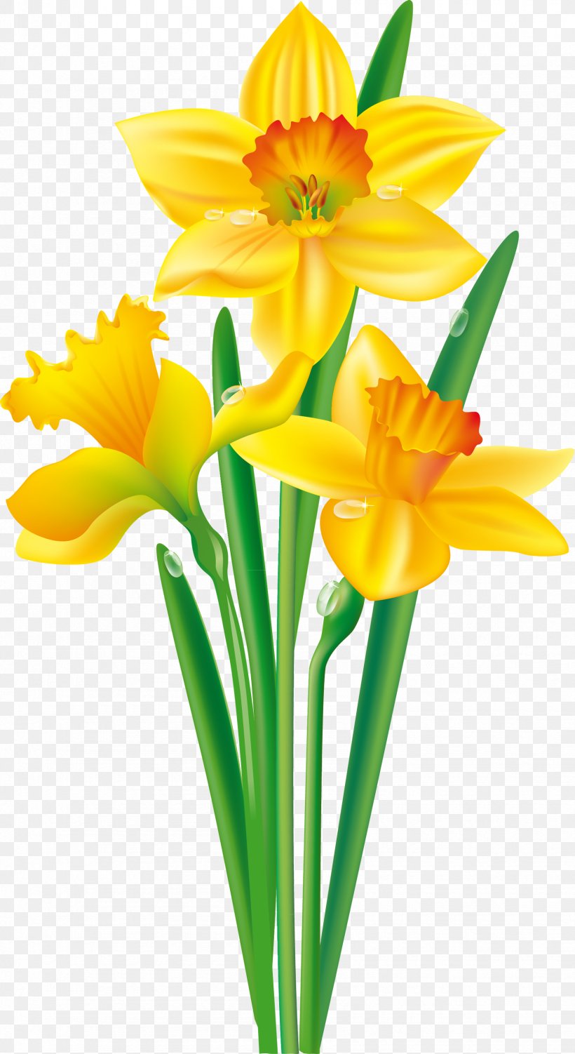 Flower Daffodil Bulb Clip Art, PNG, 1695x3106px, Flower, Amaryllis Family, Bulb, Common Daisy, Cut Flowers Download Free