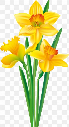 Daffodil Clip Art, PNG, 7065x8000px, Daffodil, Amaryllis Family, Cut ...
