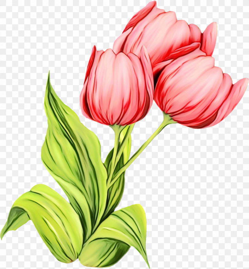 Flower Tulip Plant Petal Pink, PNG, 1185x1280px, Watercolor, Anthurium, Bud, Cut Flowers, Flower Download Free