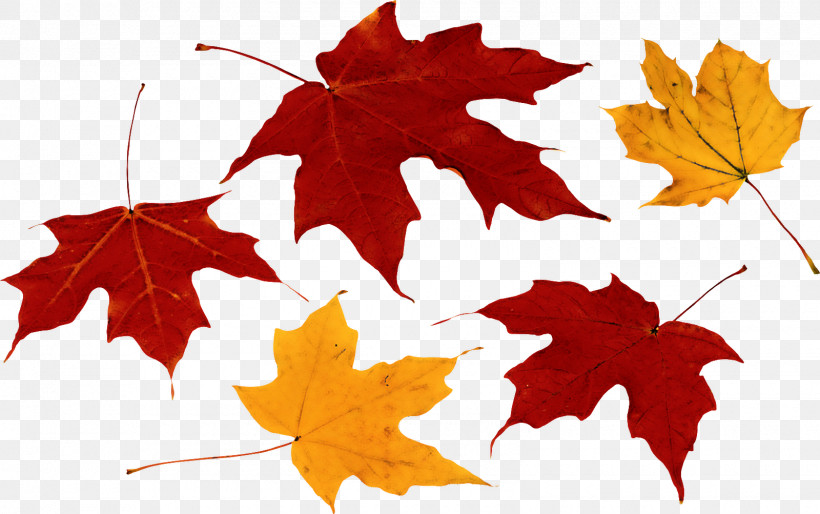 Maple Leaf, PNG, 1600x1003px, Leaf, Autumn, Black Maple, Deciduous, Flower Download Free