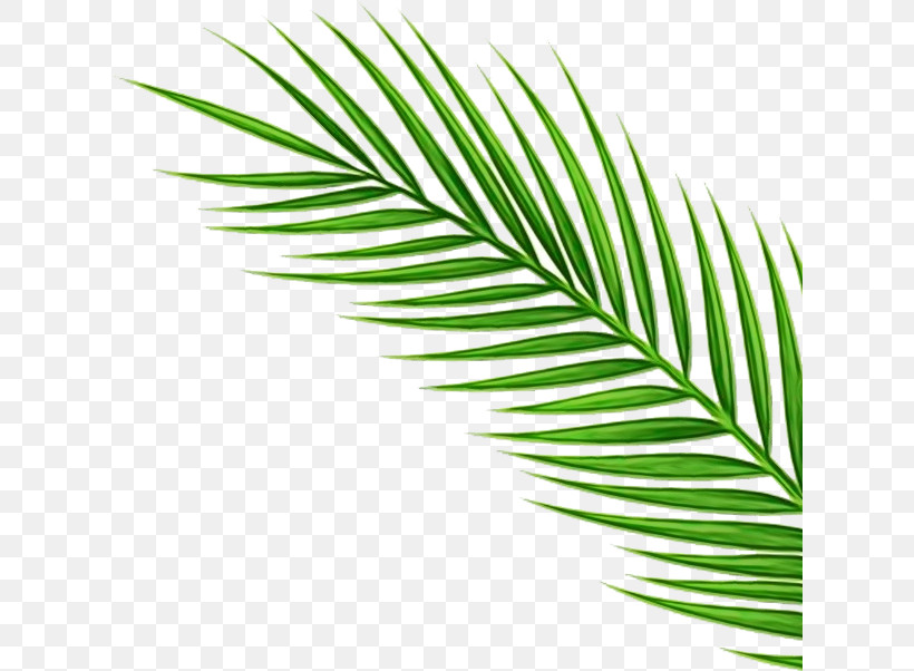 Palm Tree, PNG, 621x602px, Watercolor, Arecales, Attalea Speciosa, Cycad, Elaeis Download Free