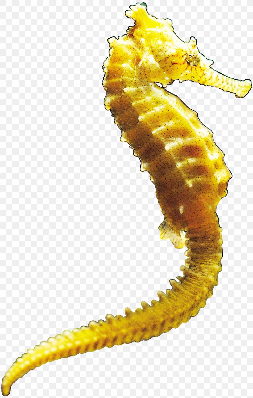 Seahorse Clip Art, PNG, 1428x2244px, Seahorse, Archive File, Document File Format, Fish, Organism Download Free