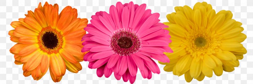 Transvaal Daisy Cut Flowers Floristry Cut Flower Wholesale Inc, PNG, 1024x341px, Transvaal Daisy, Artificial Flower, Chrysanthemum, Chrysanths, Common Daisy Download Free