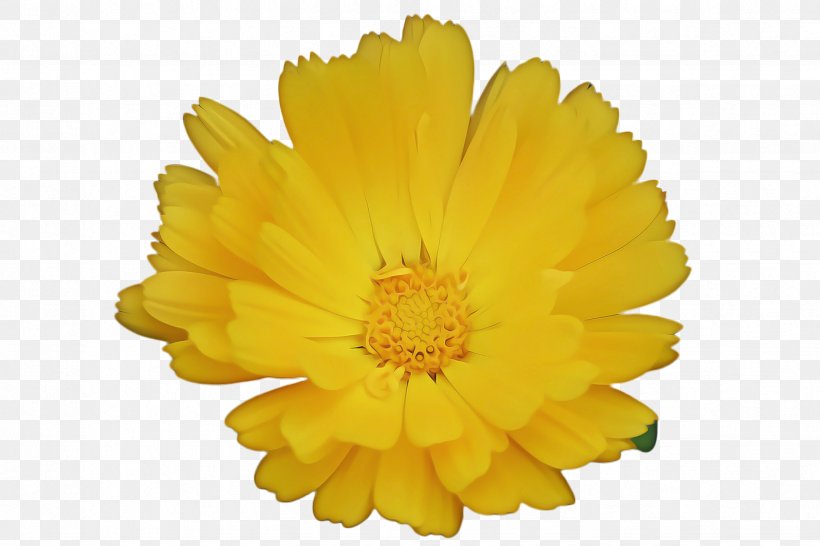 Blossom Background, PNG, 2448x1632px, Marigold, Annual Plant, Bloom, Blossom, Calendula Download Free